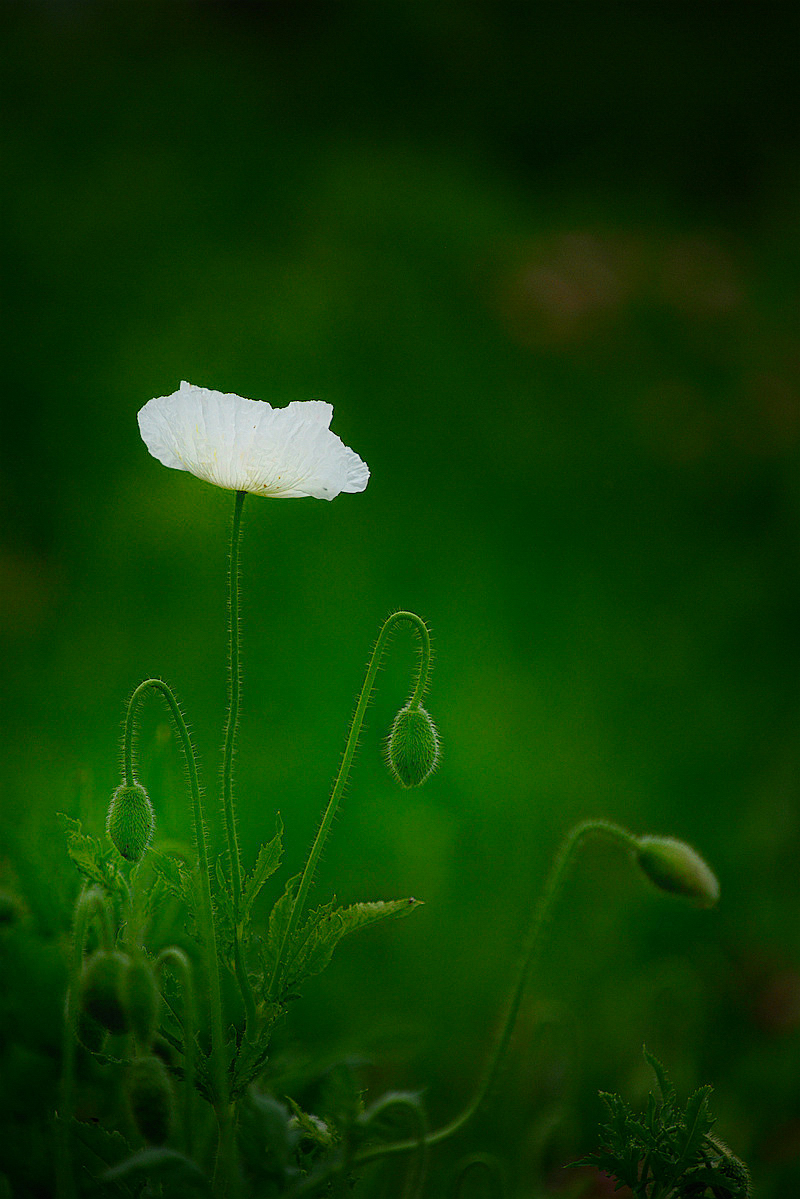 DSC_0193.JPG