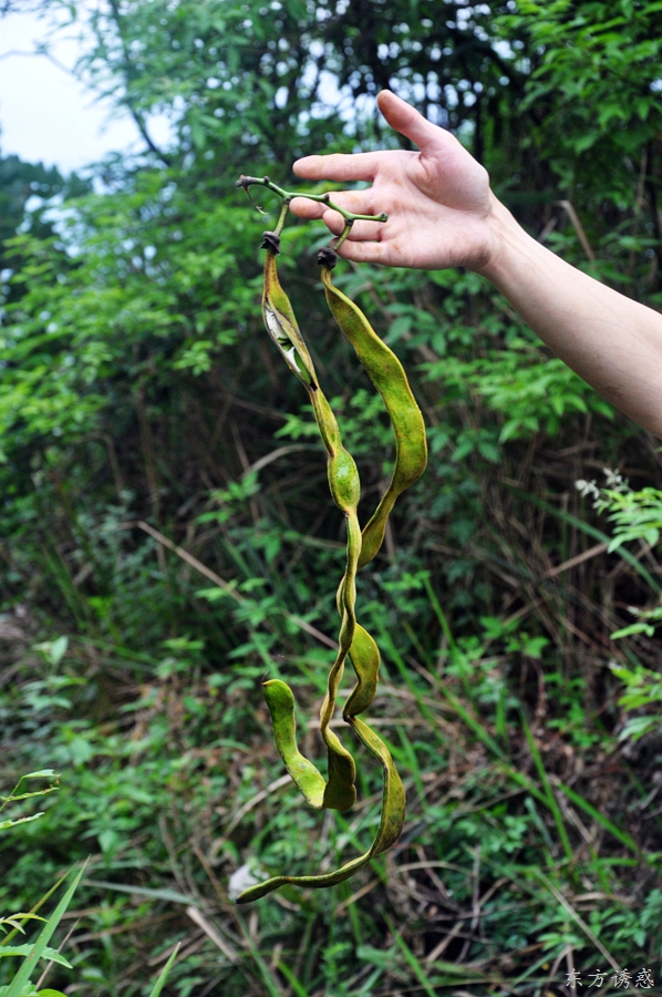 这是什么野果?可以吃不?