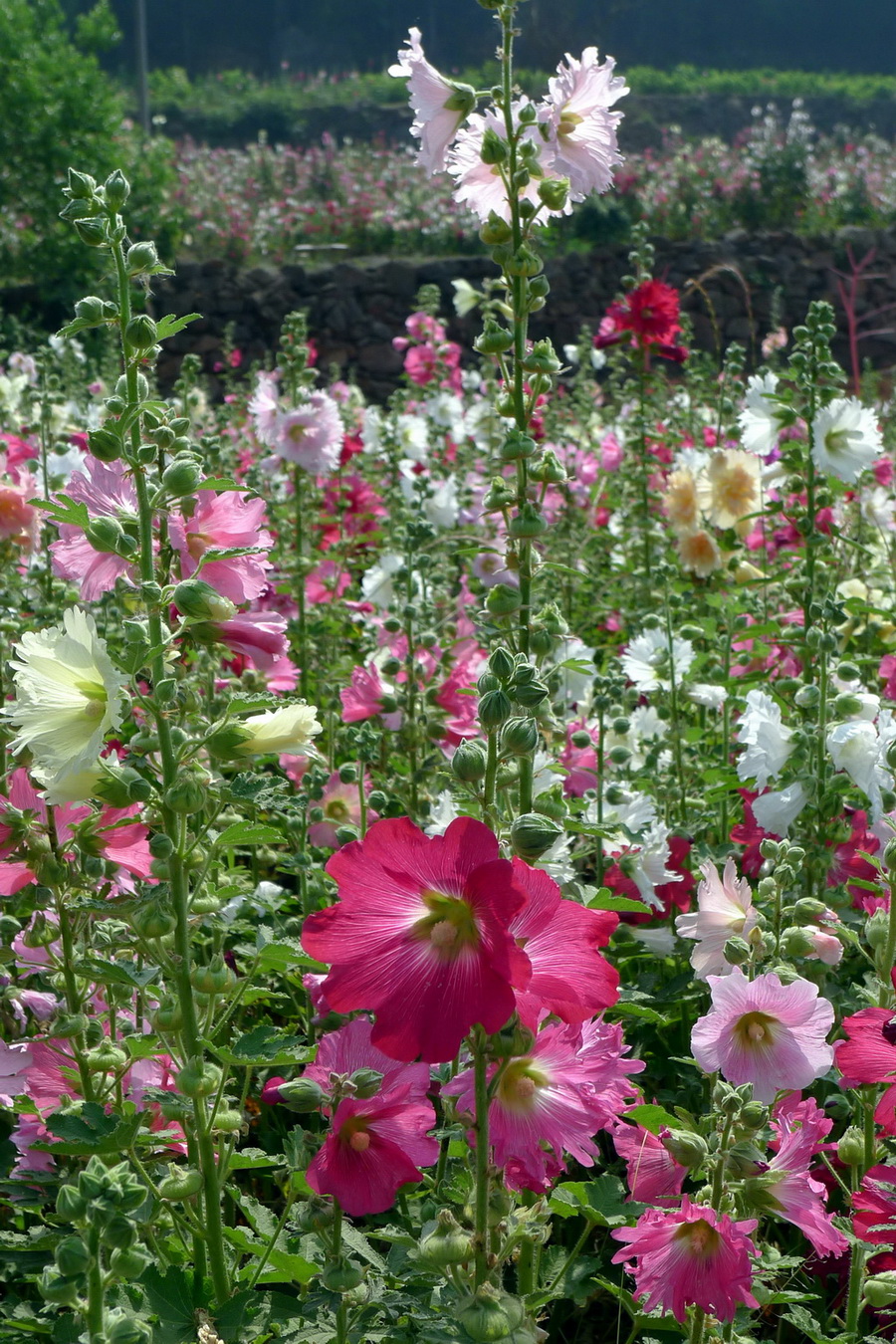 中国最美花海图片