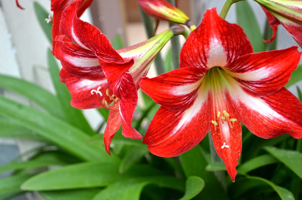 炮打四门(朱顶红)