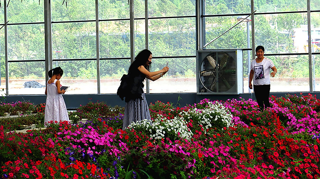 江油百合花种植基地---爱情谷随拍