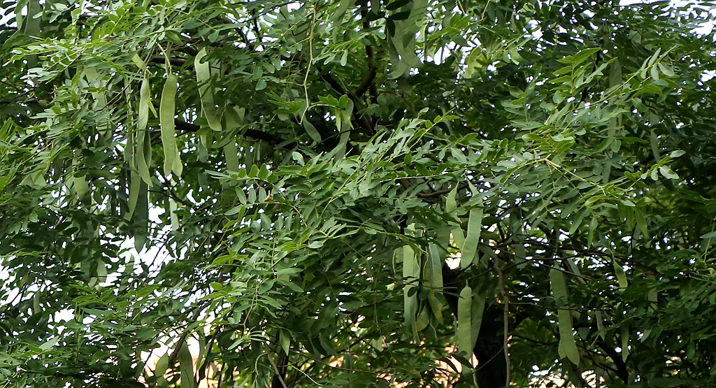S98A0220_.jpg