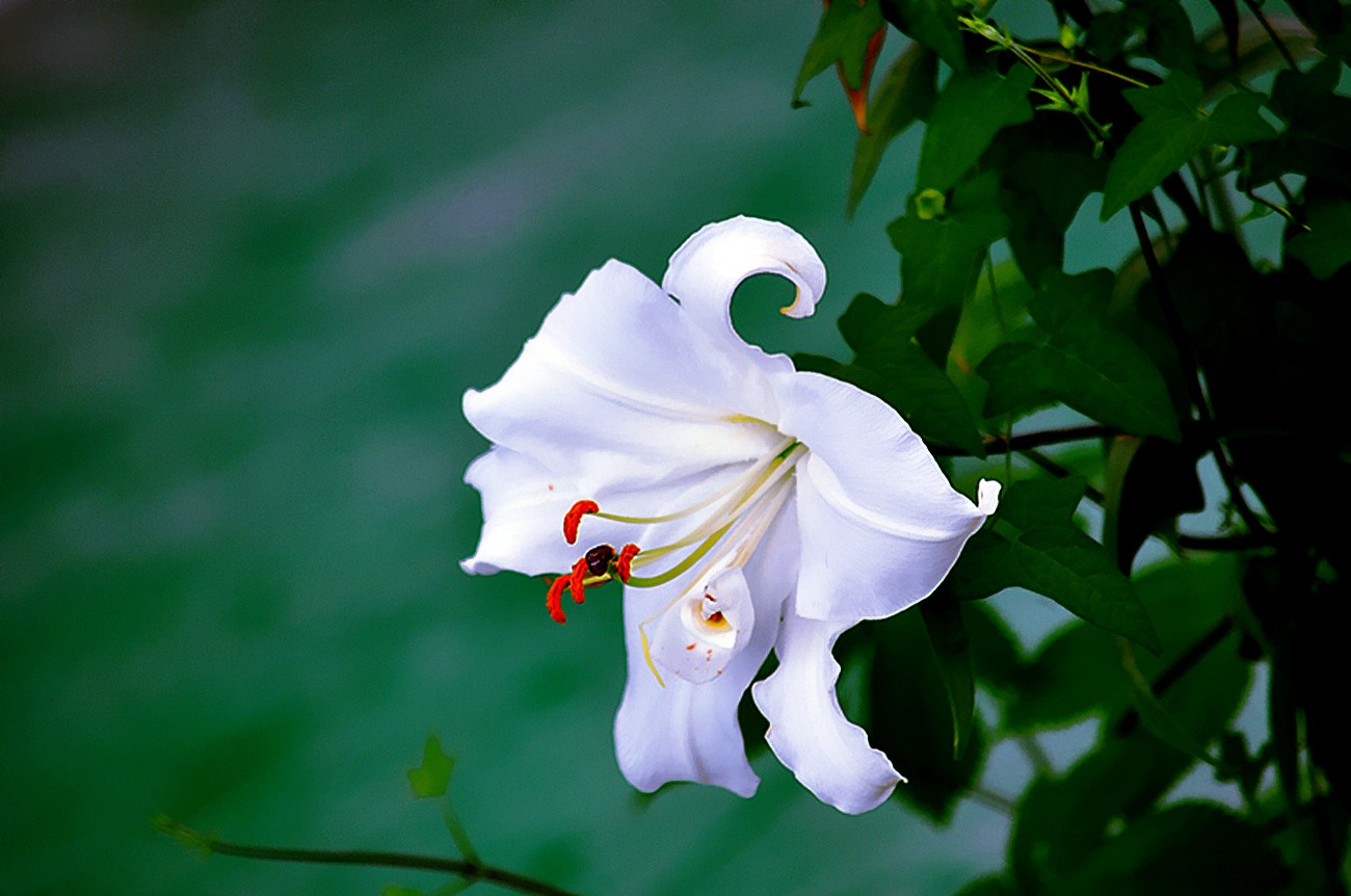 【洁白如玉百合花】