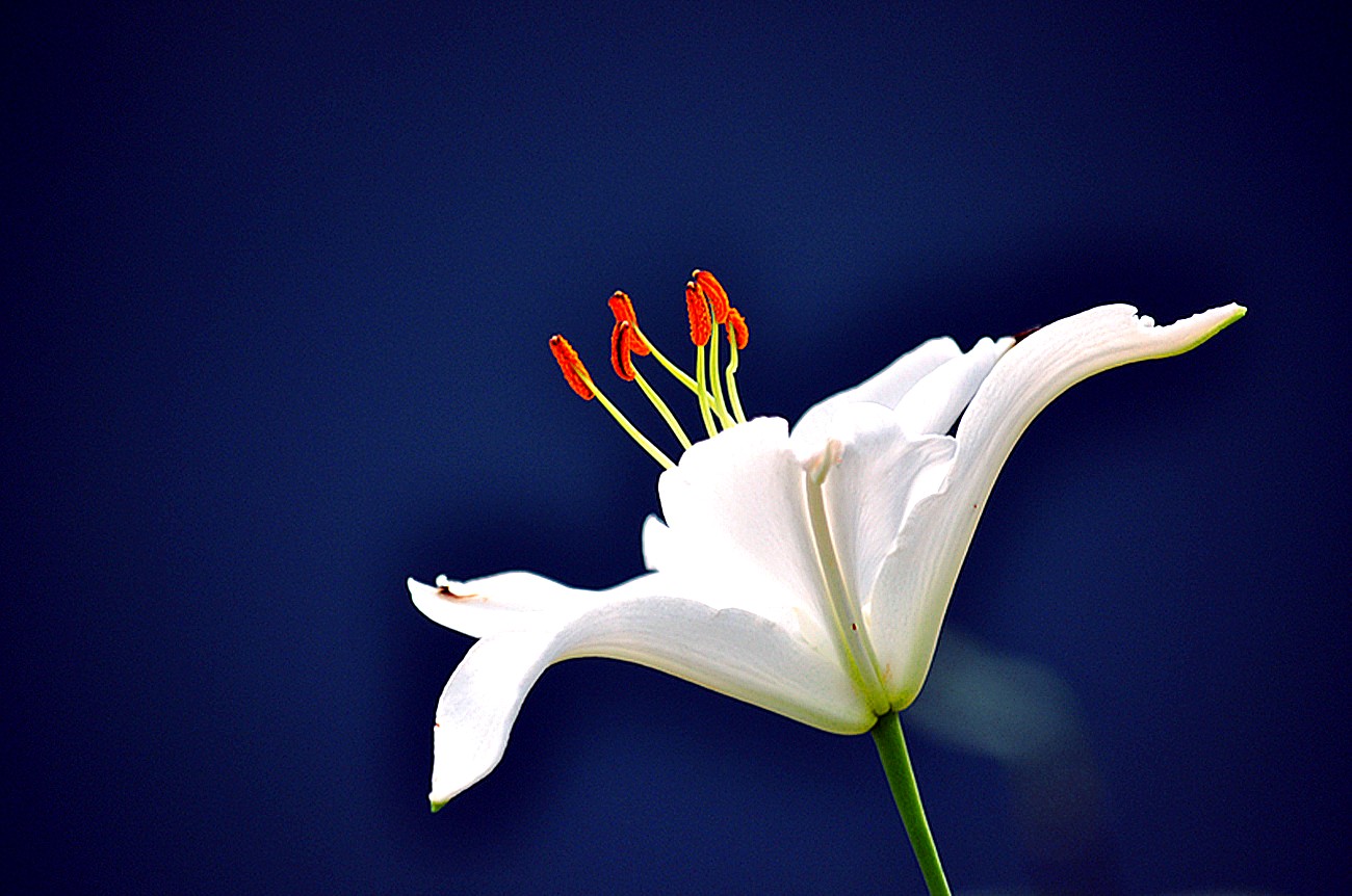 洁白如玉百合花