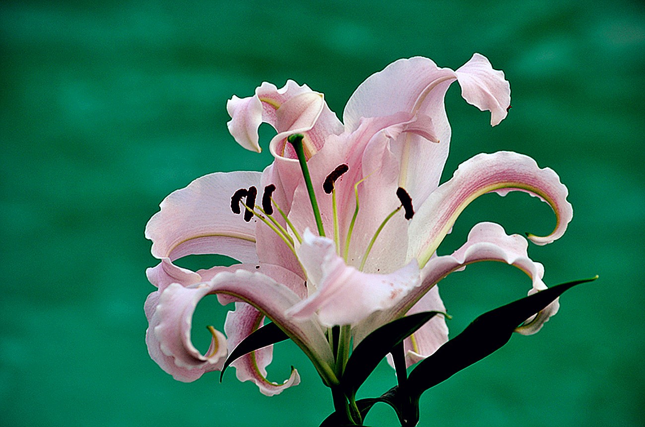 百合花-麻辣摄影-麻辣社区 四川第一网络社区 你的言论 影响四川