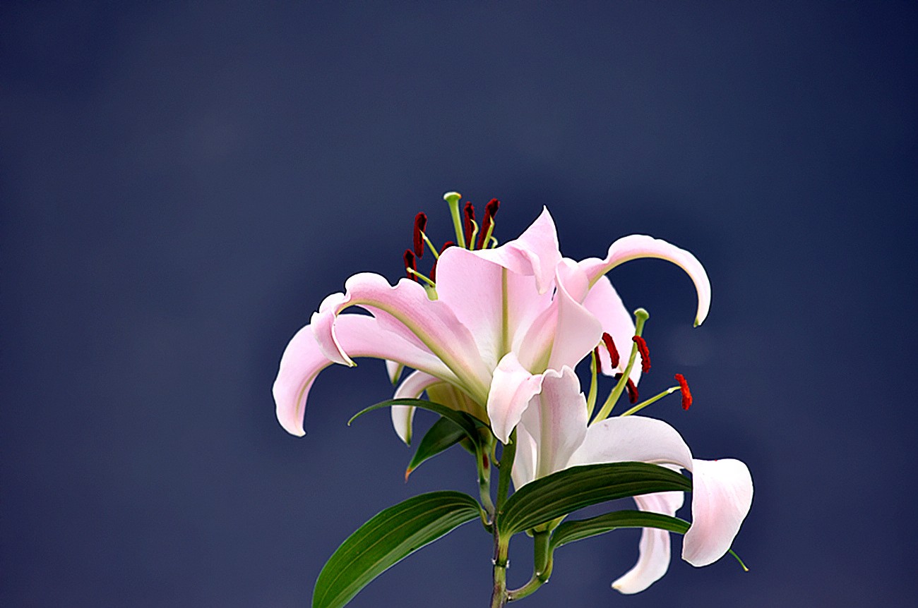 百合花-麻辣摄影-麻辣社区 四川第一网络社区 你的言论 影响四川
