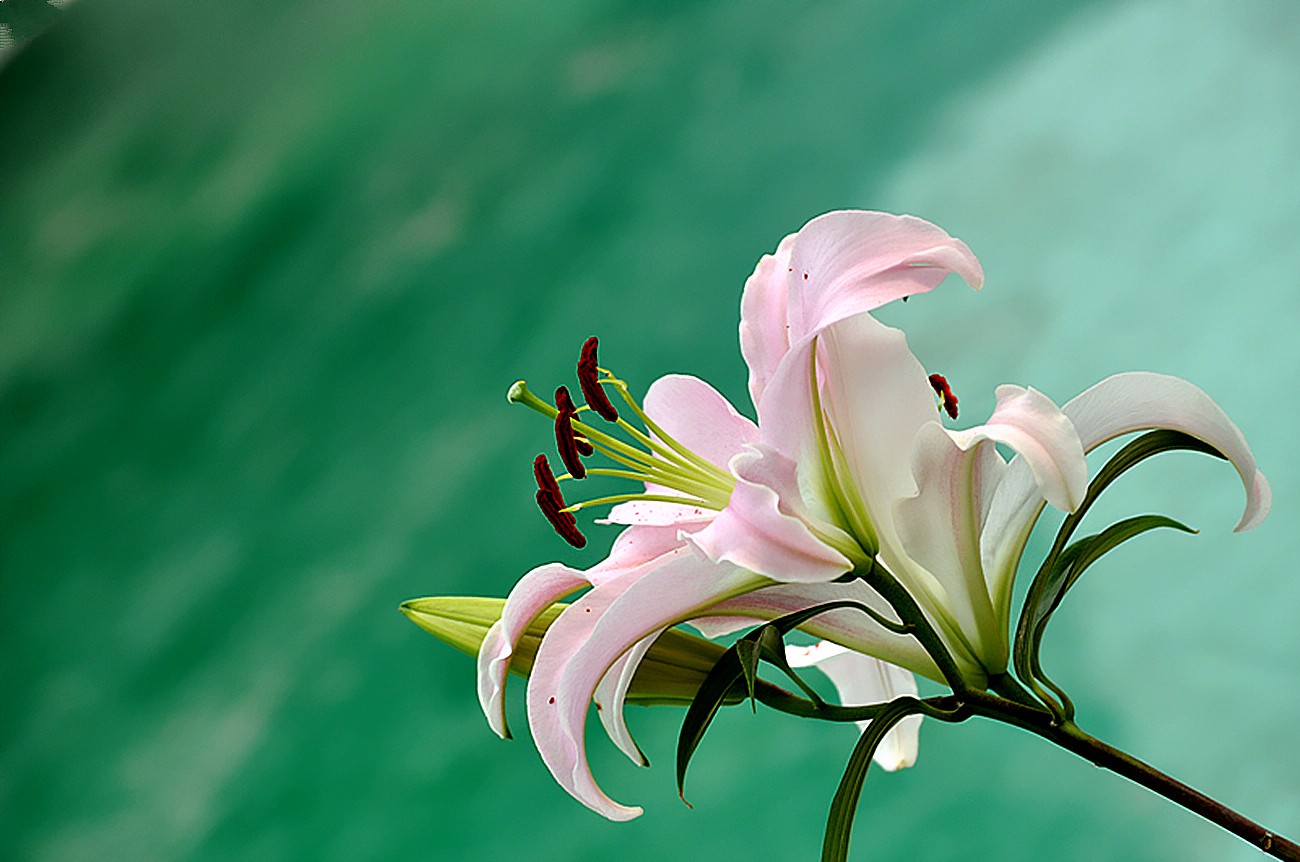 百合花-麻辣摄影-麻辣社区 四川第一网络社区 你的言论 影响四川