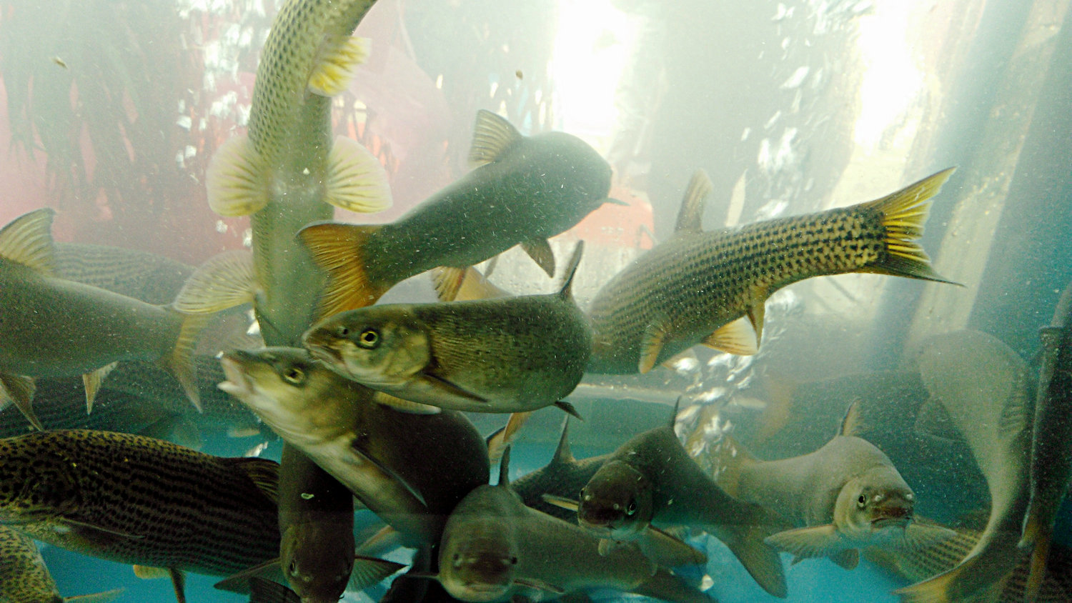 雅安"三雅"之一雅鱼