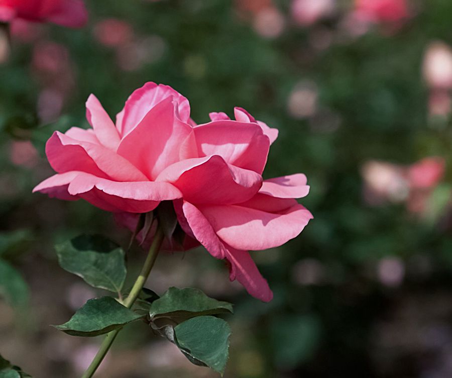 _DSC2598__.jpg