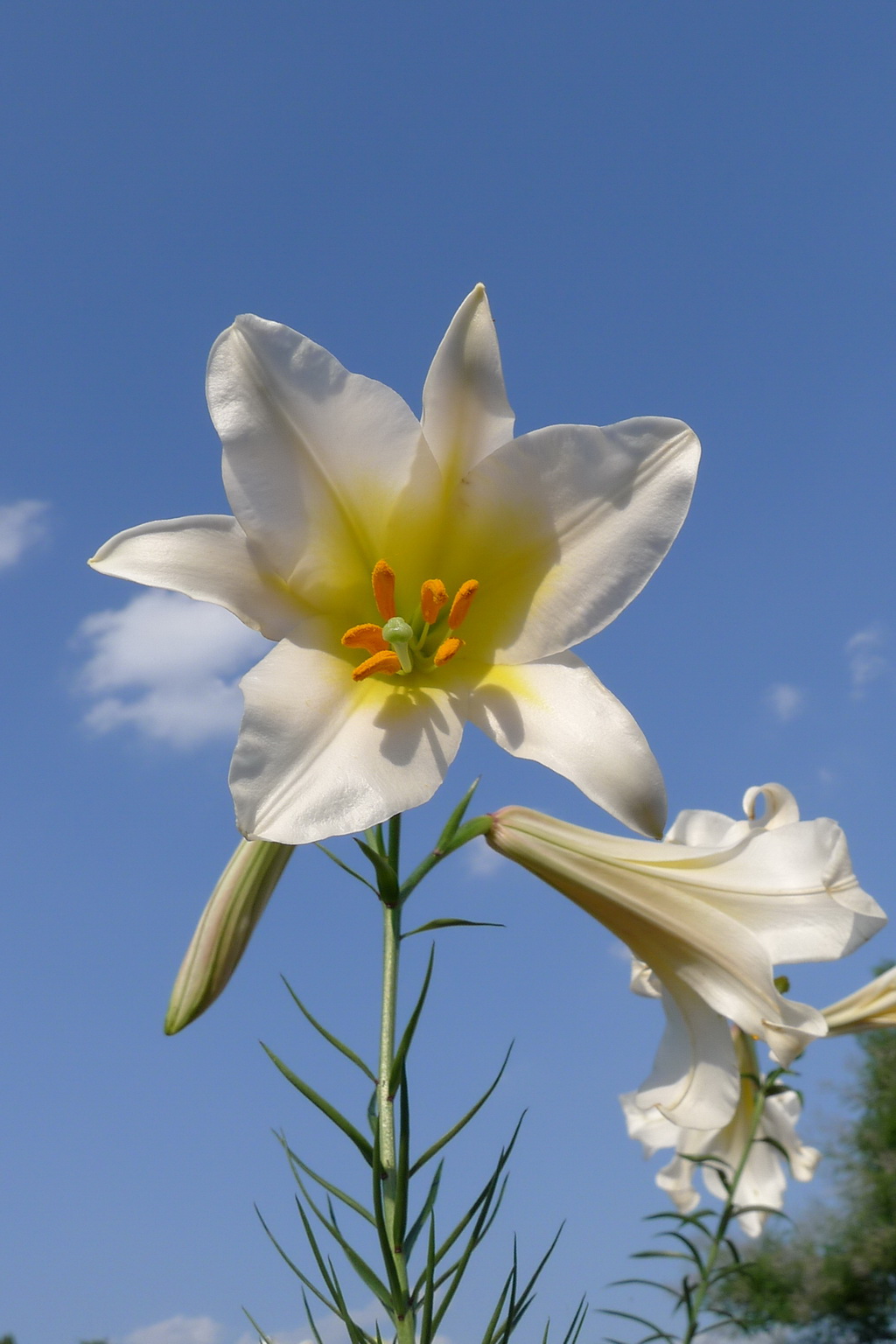岷江百合:世界上最美丽的百合花!