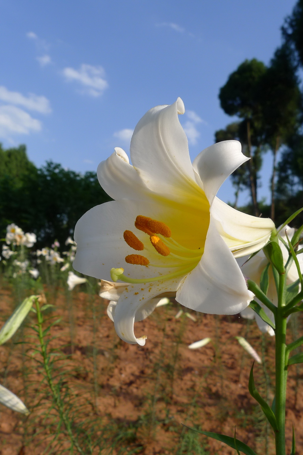 岷江百合:世界上最美丽的百合花!