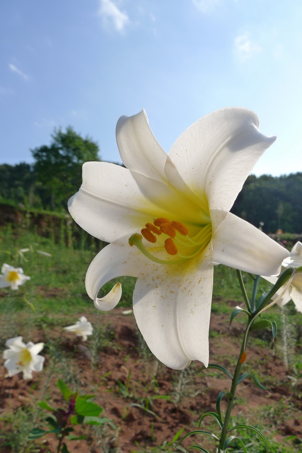 岷江百合:世界上最美丽的百合花!-麻辣摄影-麻辣社区