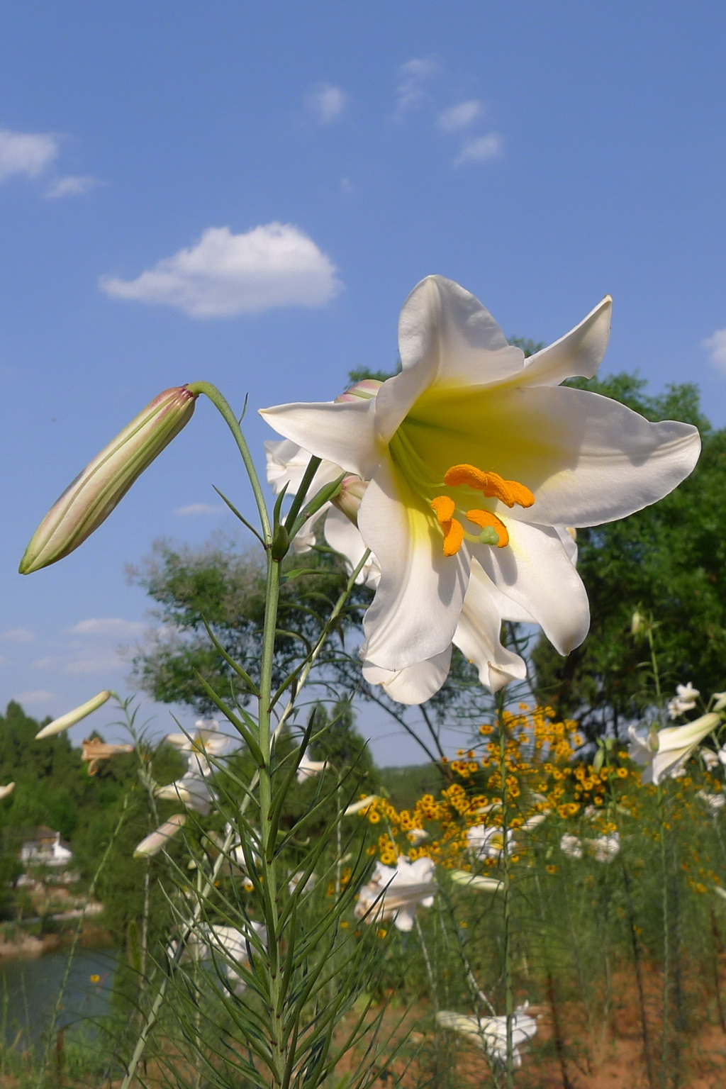 岷江百合:世界上最美丽的百合花!-麻辣摄影-麻辣社区