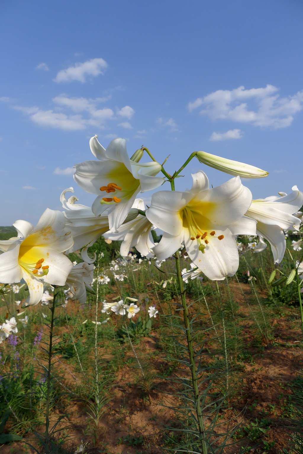 岷江百合:世界上最美丽的百合花!-麻辣摄影-麻辣社区
