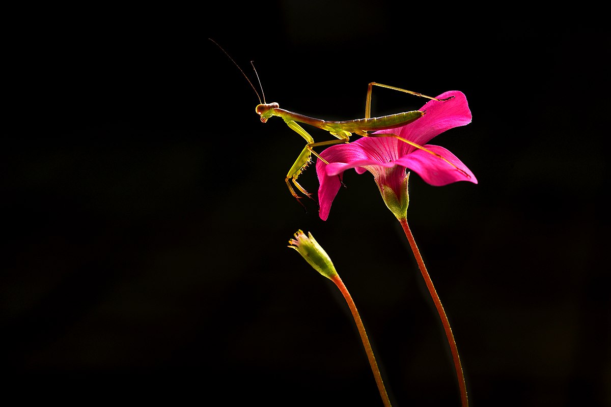DSC_4615DF.jpg