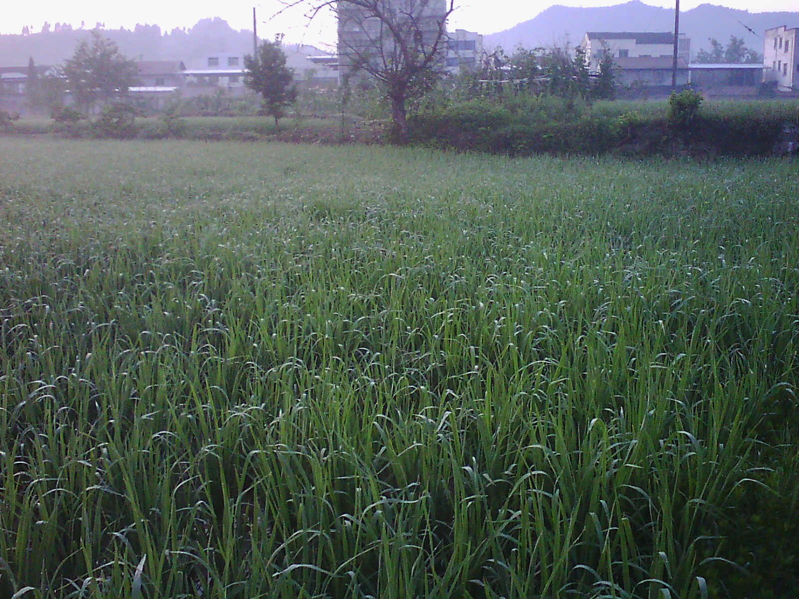 IMG03597.jpg
