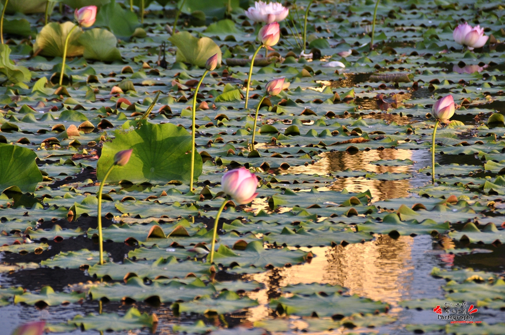 _DSC6045_.jpg