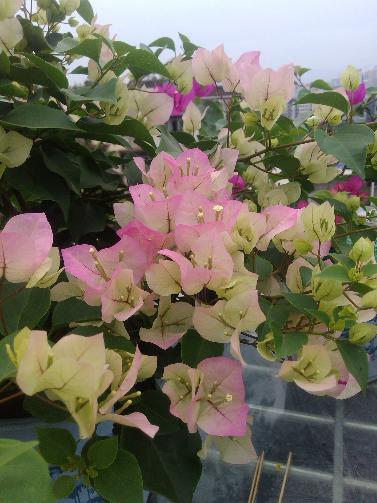 IMG_20150607_091448.jpg
