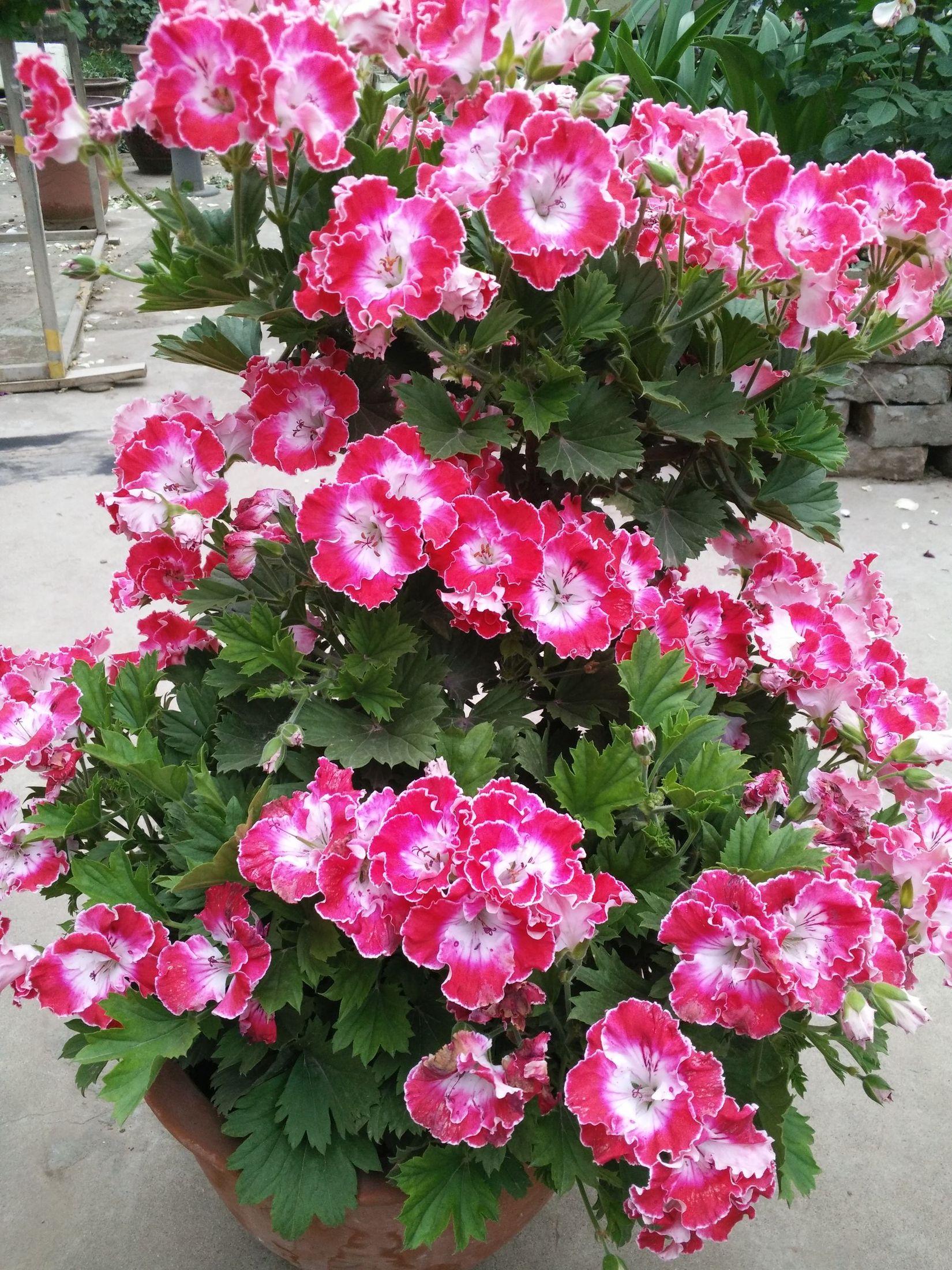 IMG20150422183425.jpg