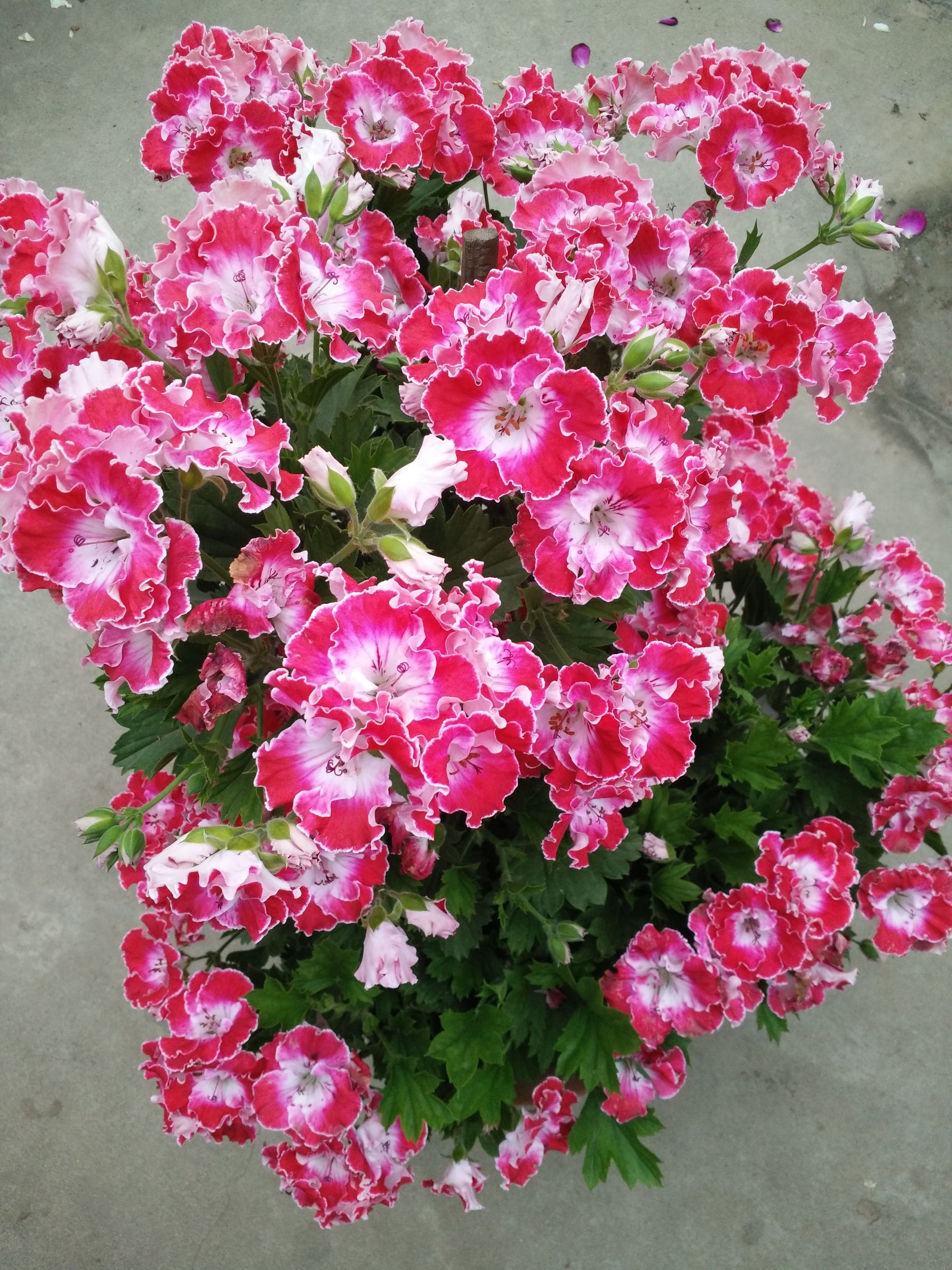 IMG20150422183443.jpg