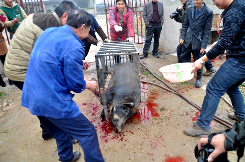 打死野猪图片