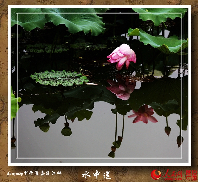 035415lts24tg4s2sdd72g.jpg
