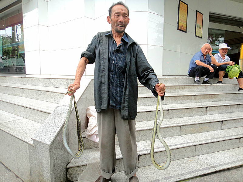 76岁的蒋老头是闹鸡河人,以几岁开始掌握了不少的捕蛇诀窍,几十年来