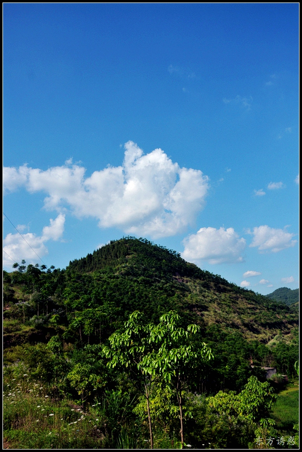 damiao020.jpg