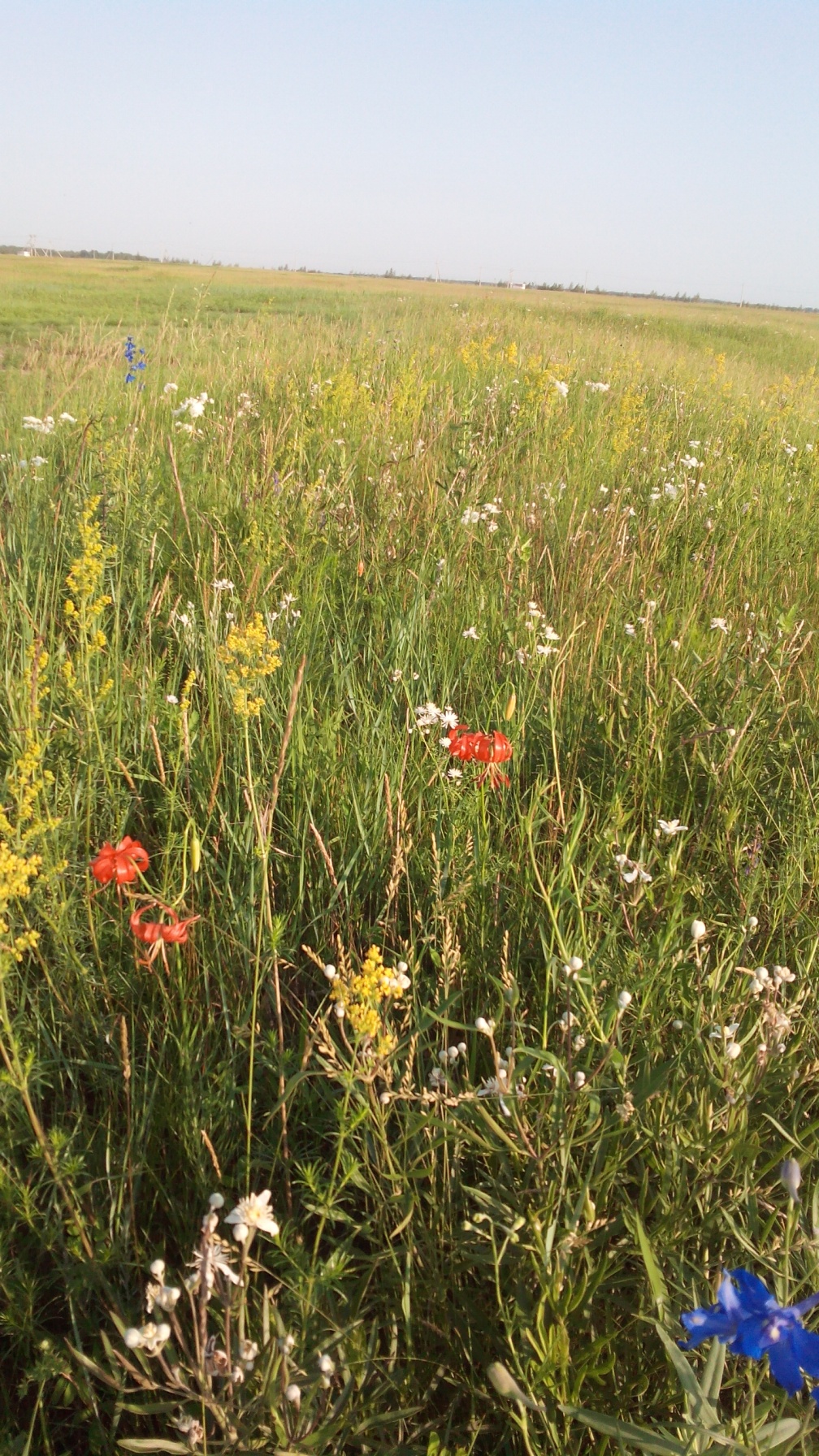 20150621055259 - .jpg