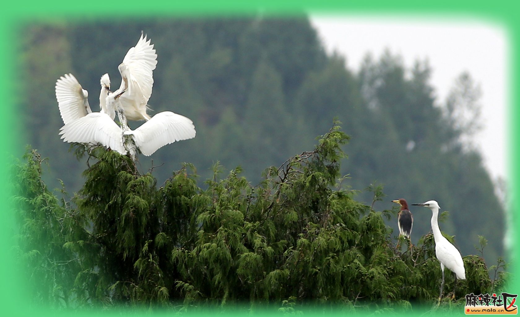 [平昌摄影] 驷马鹭鸟