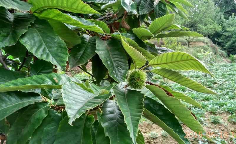 好大一棵板栗樹-隆昌論壇-麻辣社區 四川第一網絡社