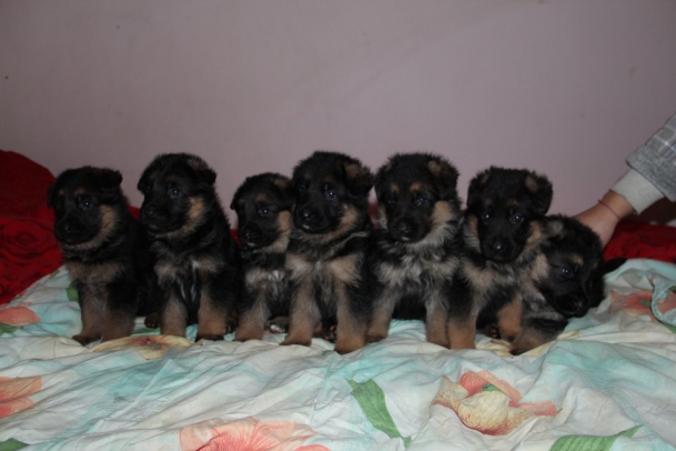 威武帅气的警犬 德牧宝宝こいめん,つく