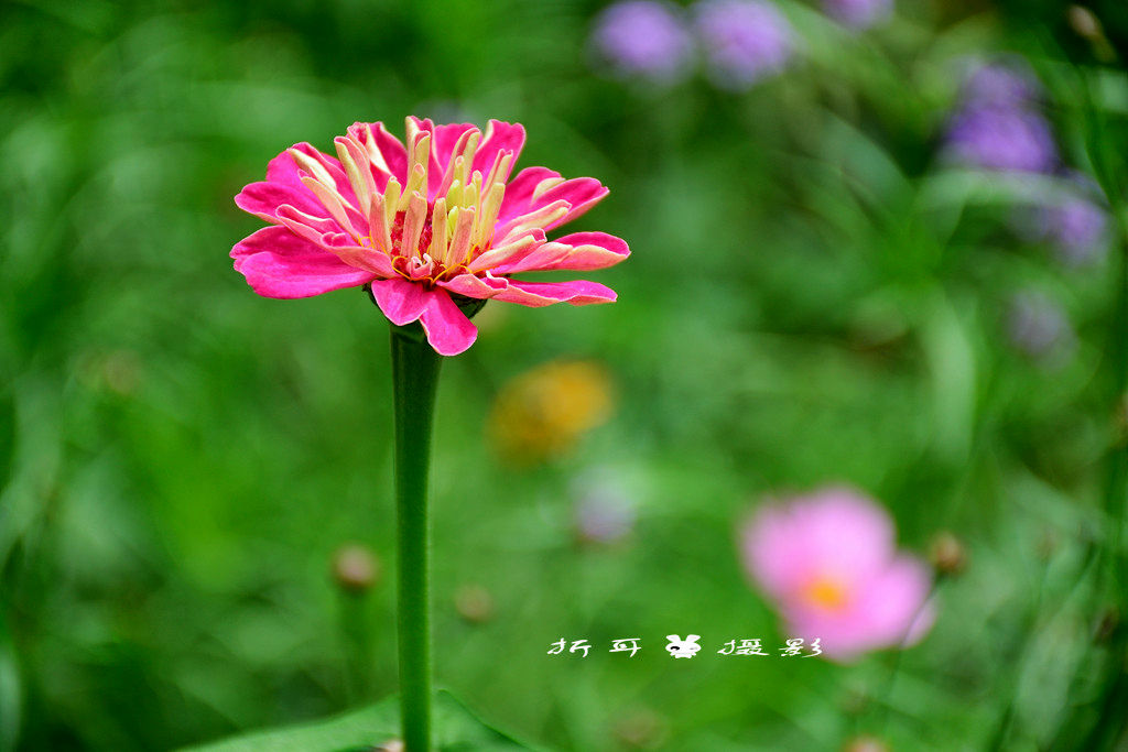 DSC_0086_.jpg