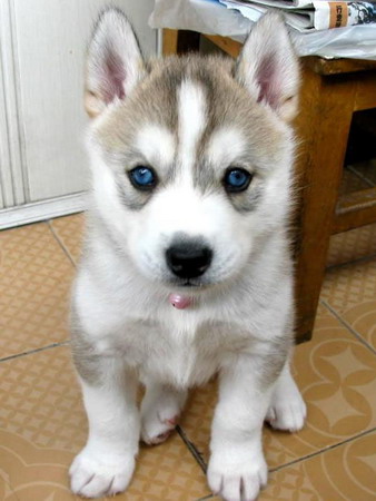 西伯利亚三火蓝眼鸳鸯眼哈士奇雪橇犬出售 幼犬多只可选 公母都有可