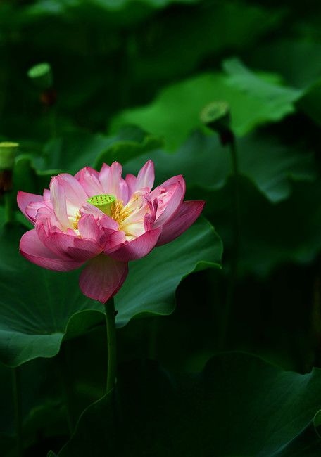 DSC_6062.jpg