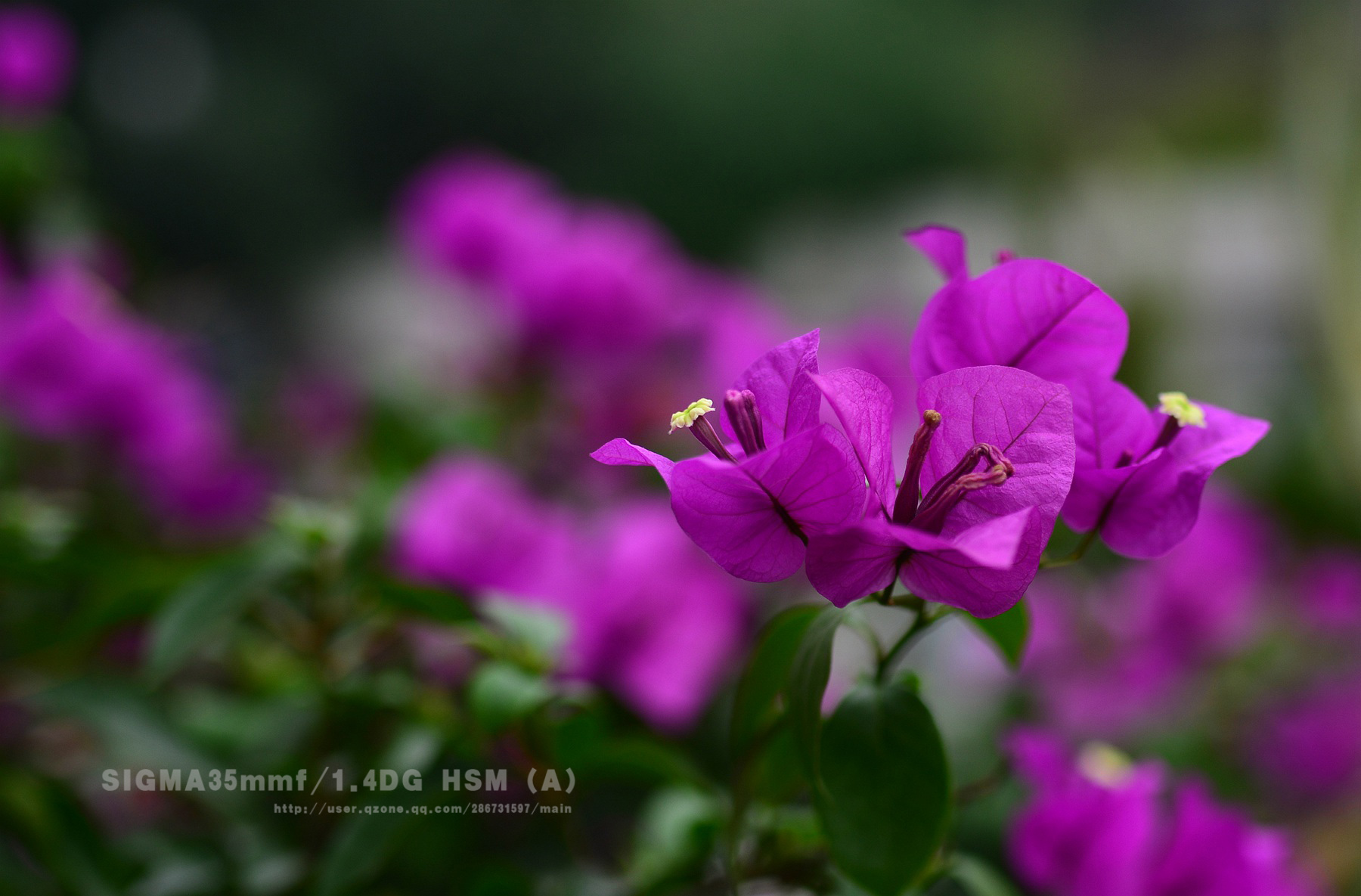 DSC_3591.jpg
