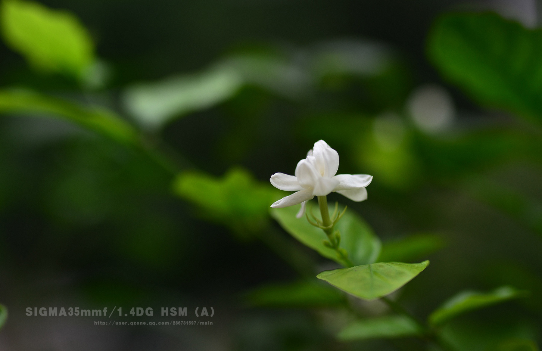 DSC_3587.jpg