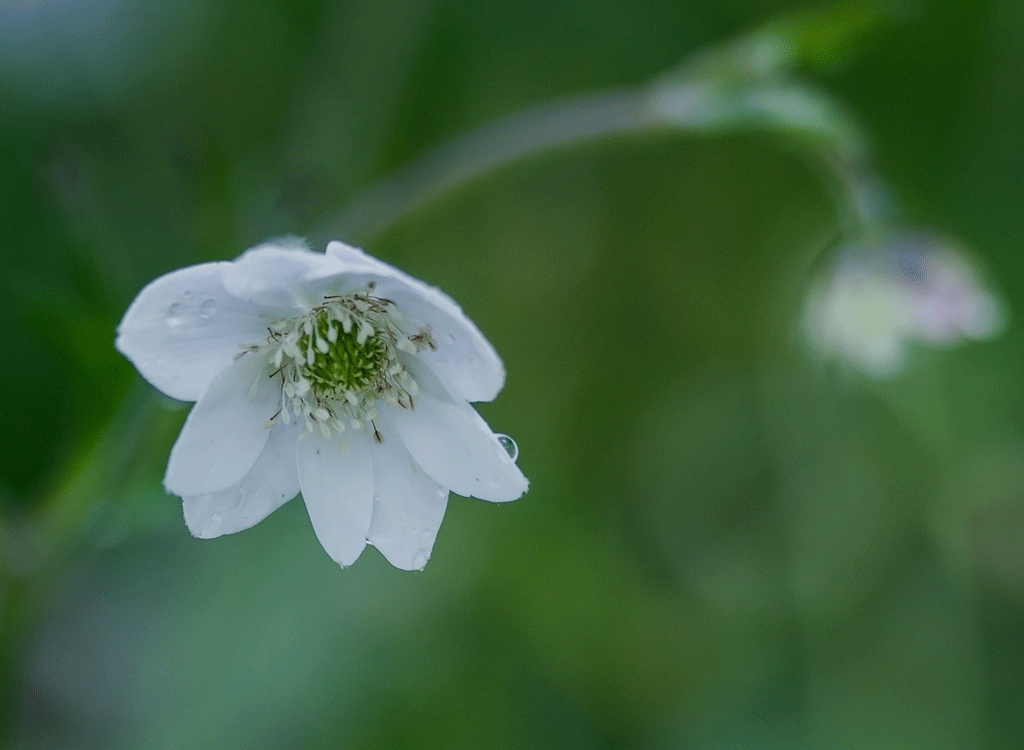 DSC_0966.gif