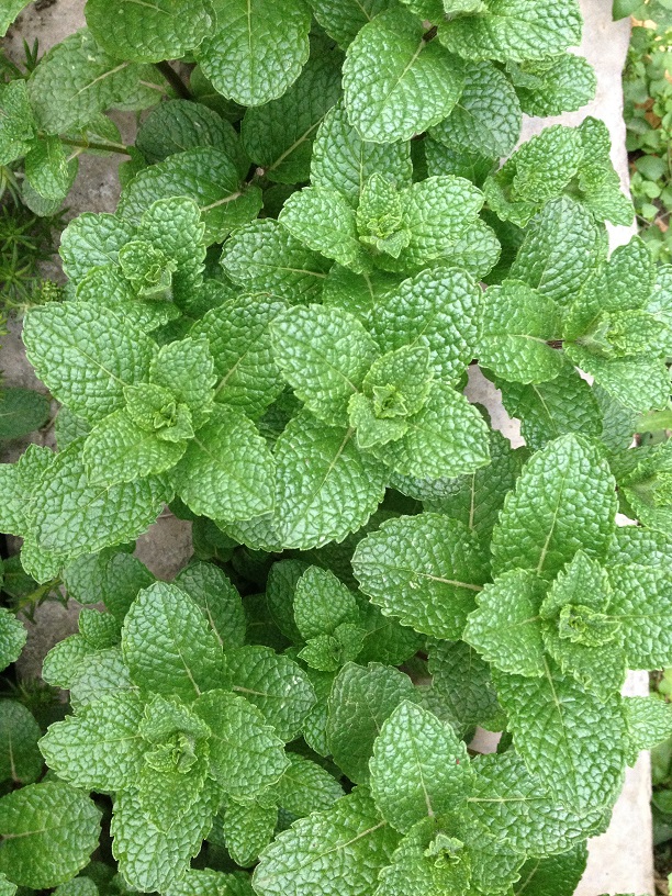 一丛翠绿薄荷-德阳论坛-麻辣社区 四川第一网络社区 你的言论 影响