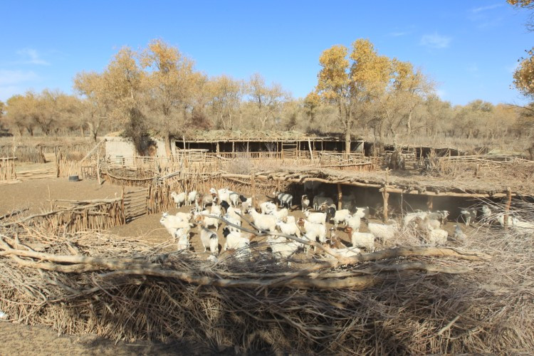 新疆大漠中的突厥野人村