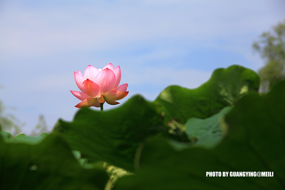 DPP_83368832A.jpg