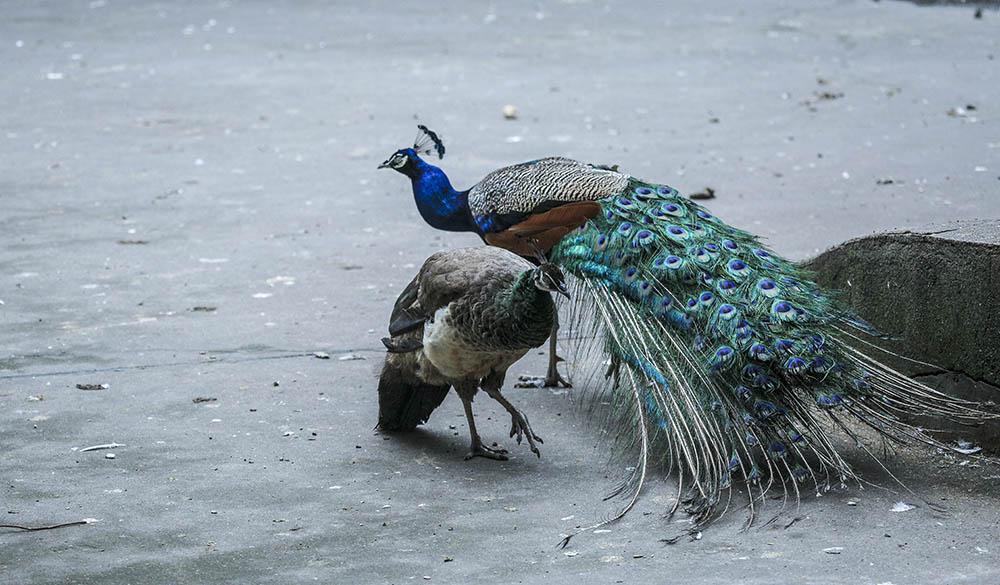 恩恩爱爱的孔雀夫妻.