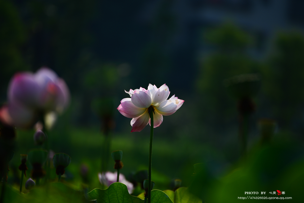 DSC_4208.jpg
