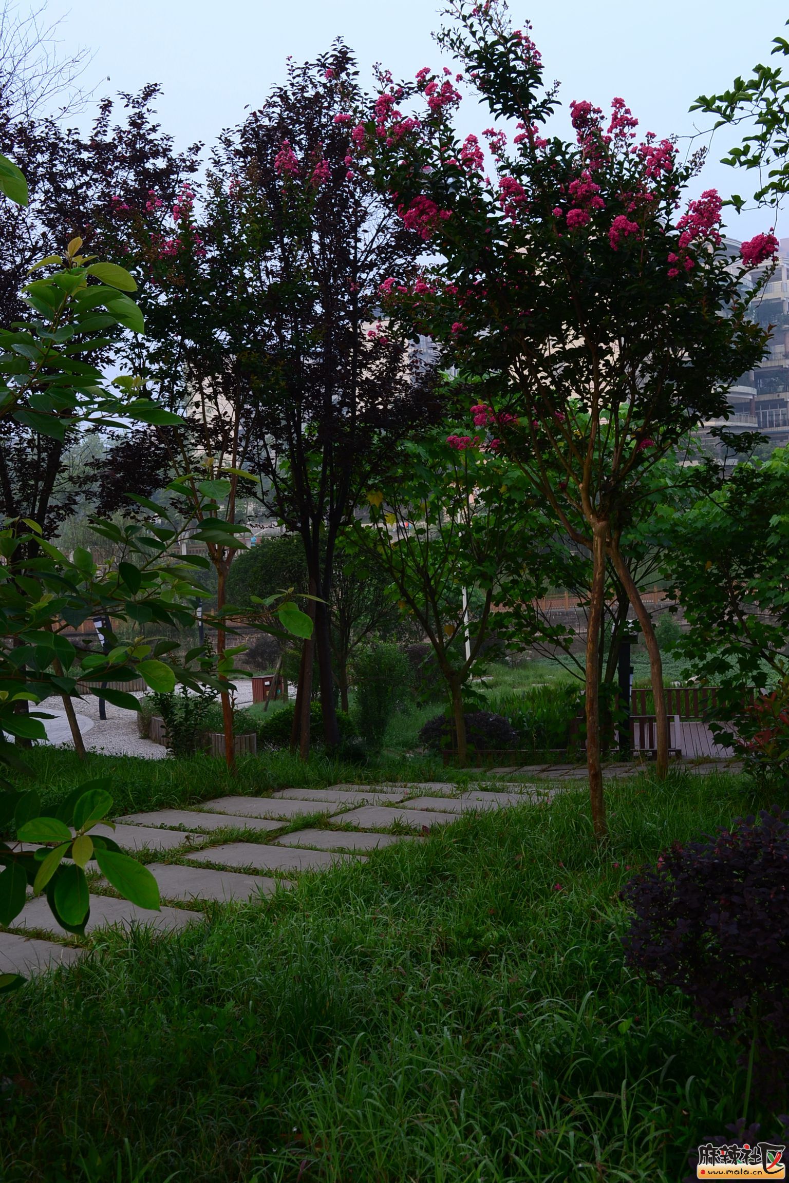 DSC_2575.JPG