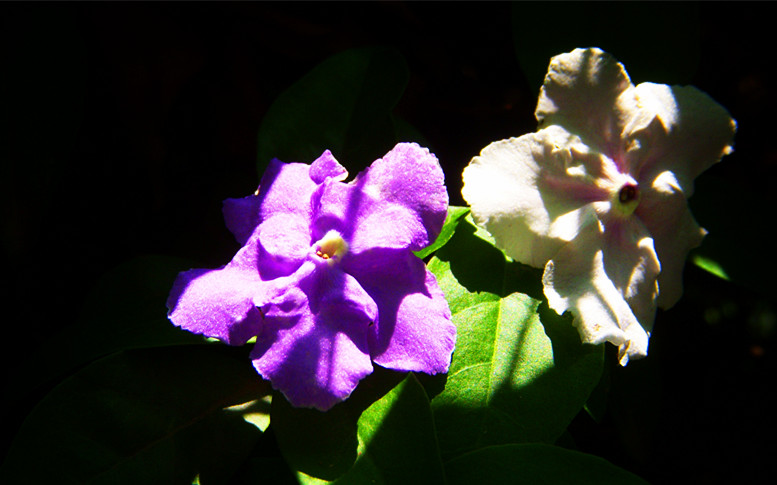 阳光缝隙中的变色茉莉