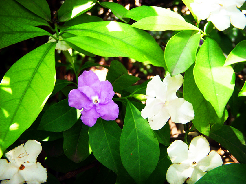 阳光缝隙中的变色茉莉