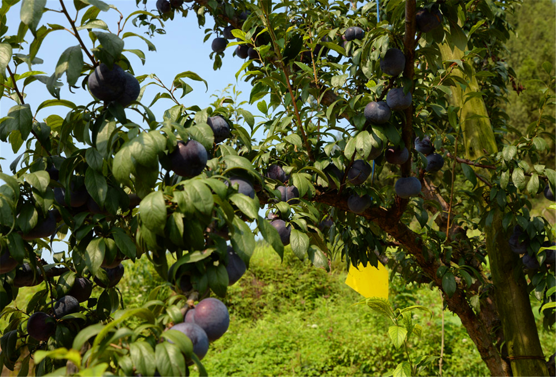 凤鸣园黑李成熟季,欢迎四方来客!