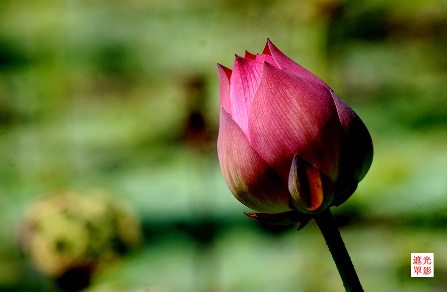 DSC04174_.jpg