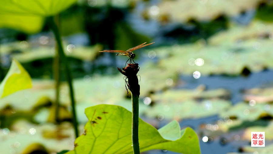 DSC04193_.jpg
