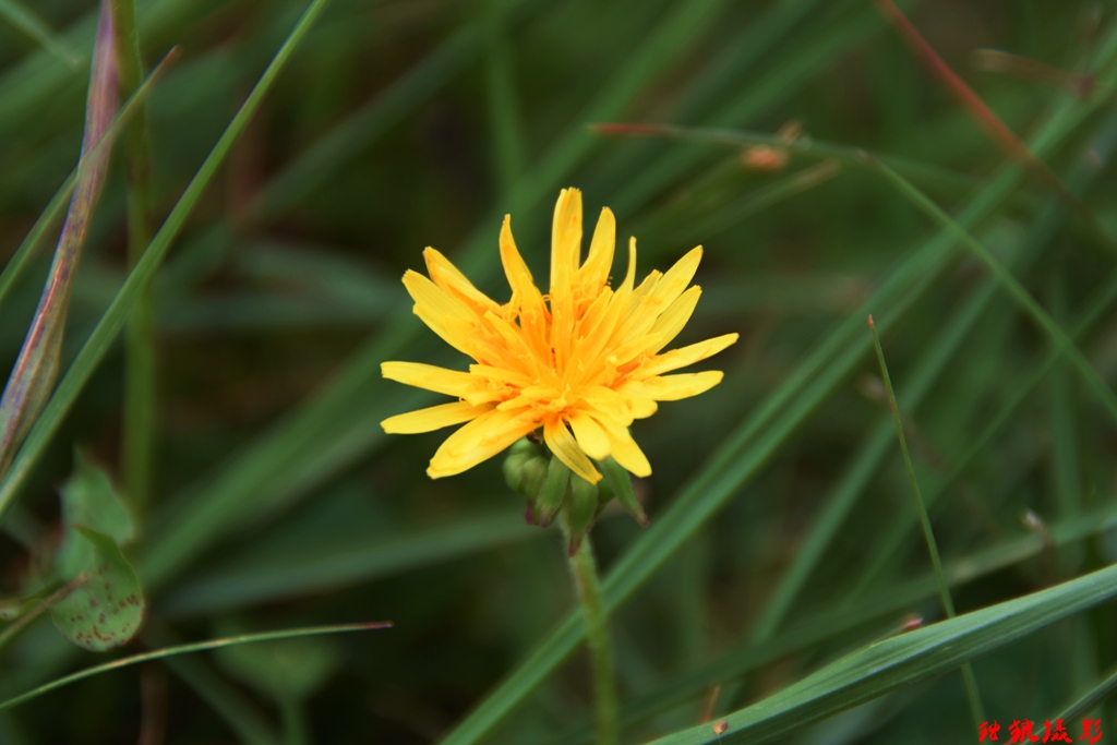 DSC_5035.JPG